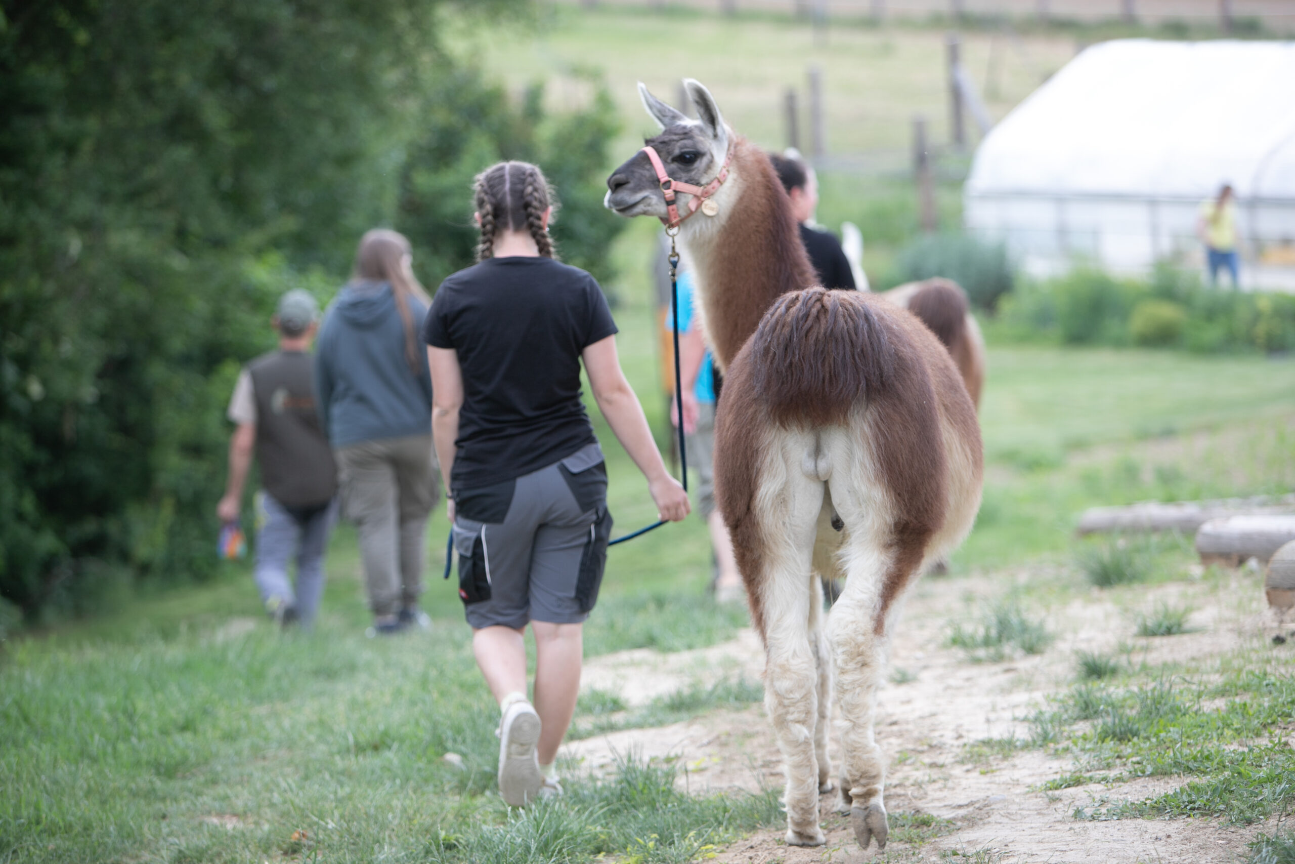 Die Lamas sind los – an der LFS Hollabrunn!