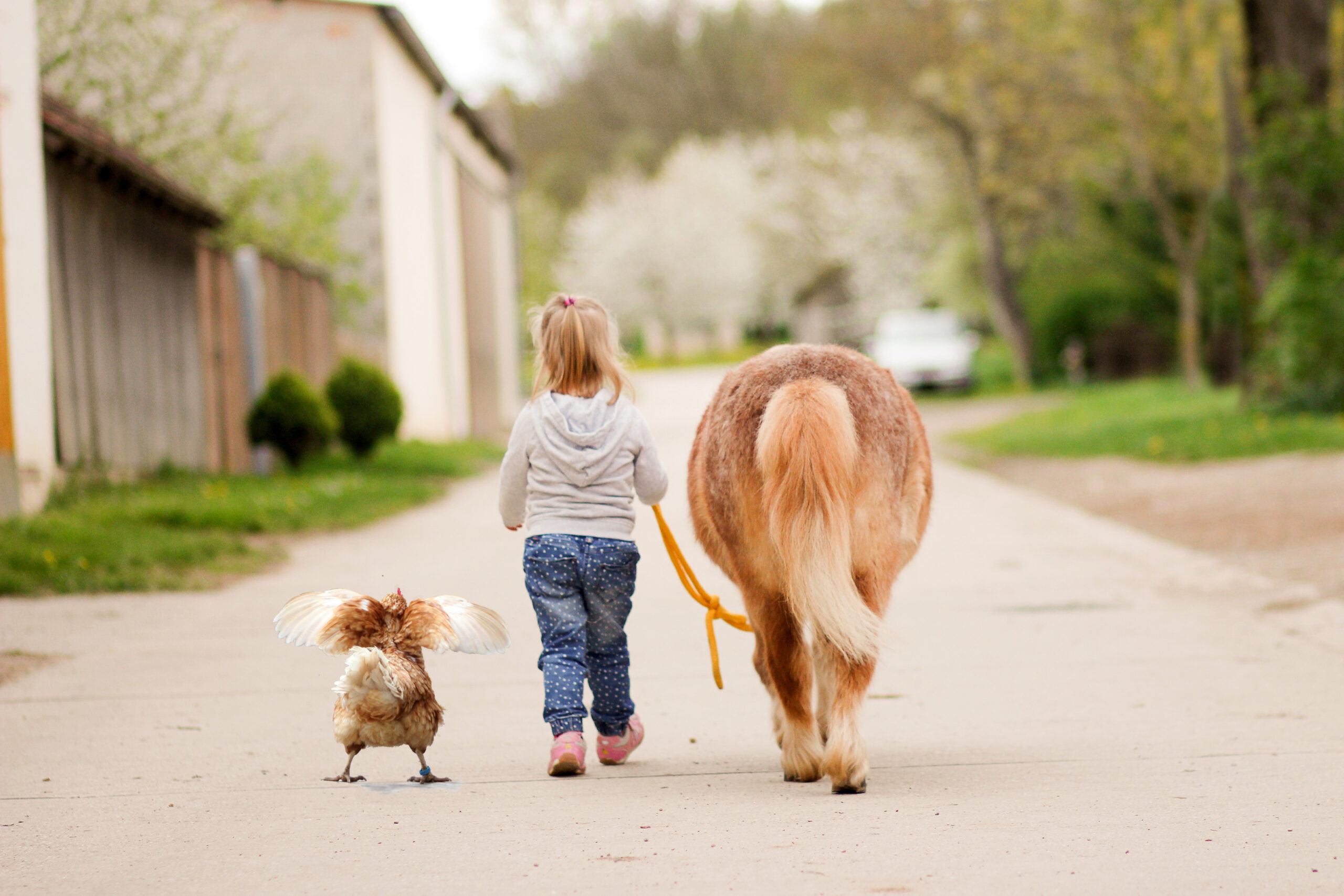 Von der Ausbildung zur Zertifizierung: A3-Kurs der LFS Hollabrunn setzt Maßstäbe in der tiergestützten Arbeit