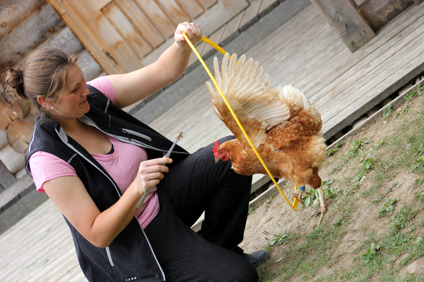 Tiertraining